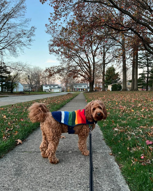 Pendleton Shop Stylish Crater Lake Pet Vest Now