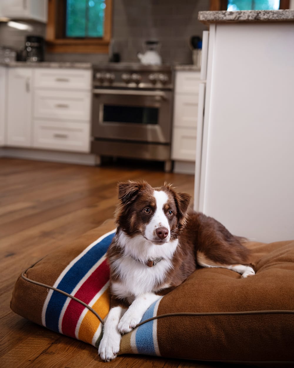 Pendleton Shop Joshua Tree Napper Pet Bed in Pet Accessories